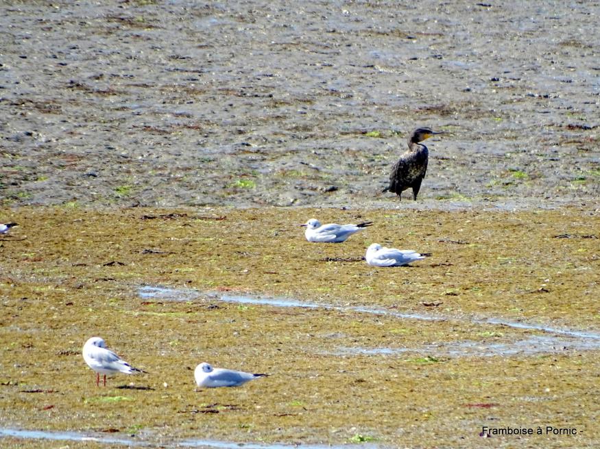 Oiseaux du Marais Mullembourg à Noirmoutier 2019