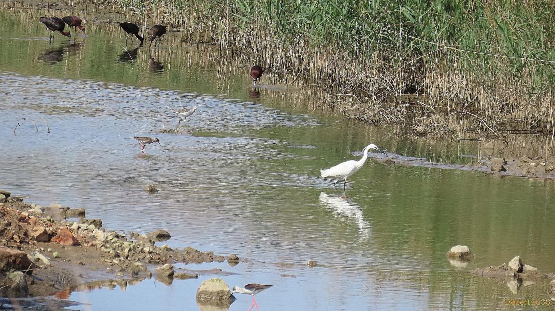 le parc naturel de l'Ebre