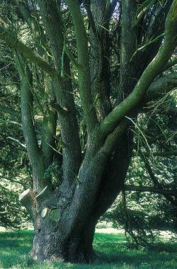 Parc d'Enghien - La Mémoire des Arbres