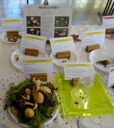L'exposition de champignons présentée à la fin du Congrès National de Mycologie 2014 à Châtillon sur Seine