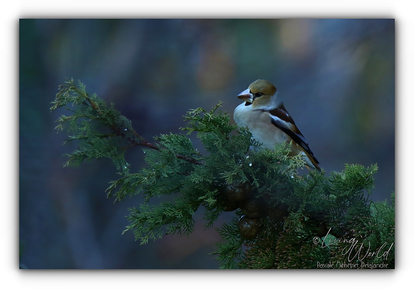 Le Grosbec... enfin !