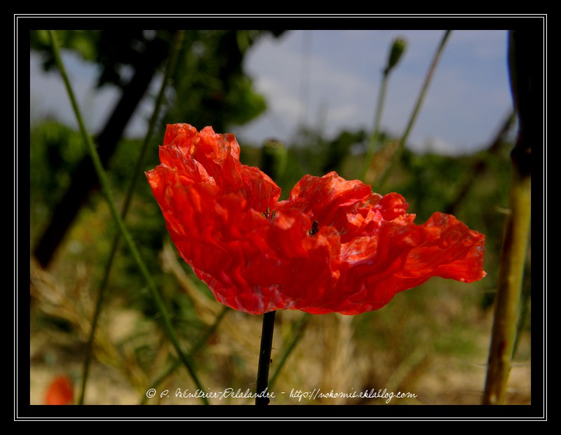 Ombres et lumières sur blanc et noir...