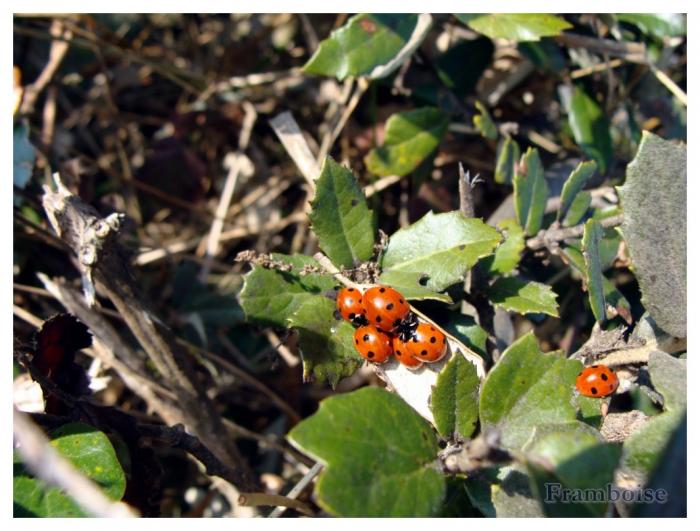 Les coccinelles  pointent leurs antennes 