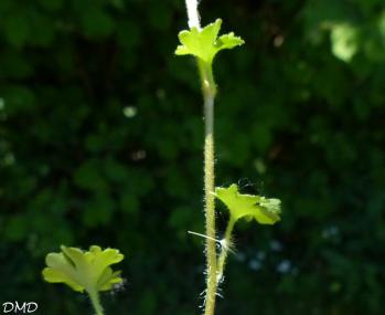 Saxifraga granulata  -  saxifrage granulé