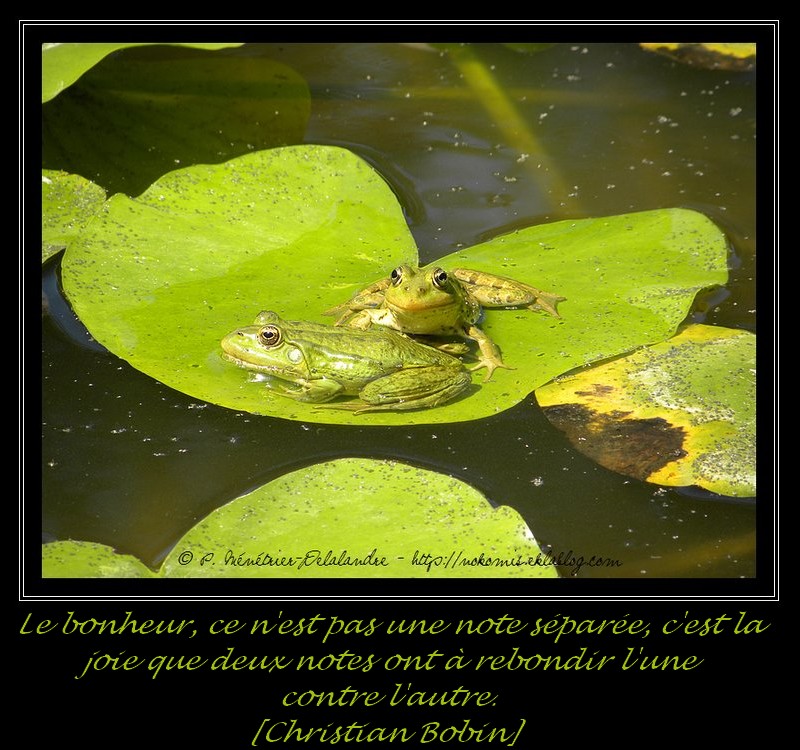 Grenouille Pelophylax sp.