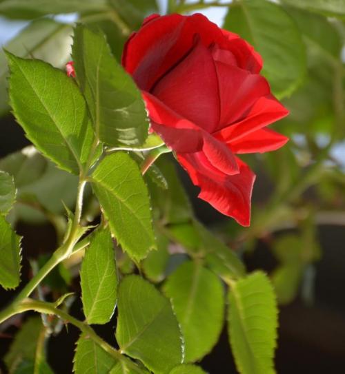 Balade dans le centre ville de Koper