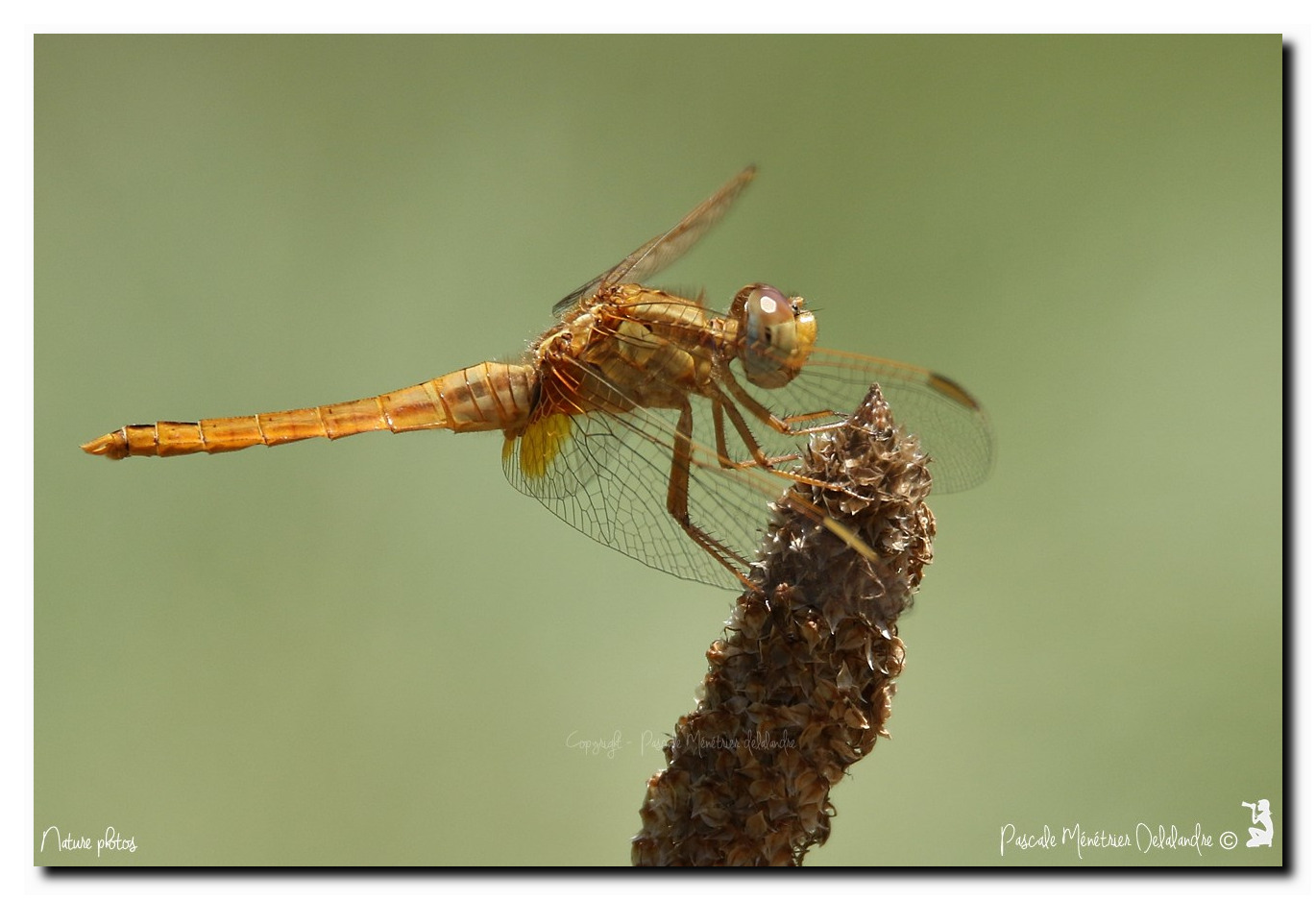 Crocothémis écarlate ♀