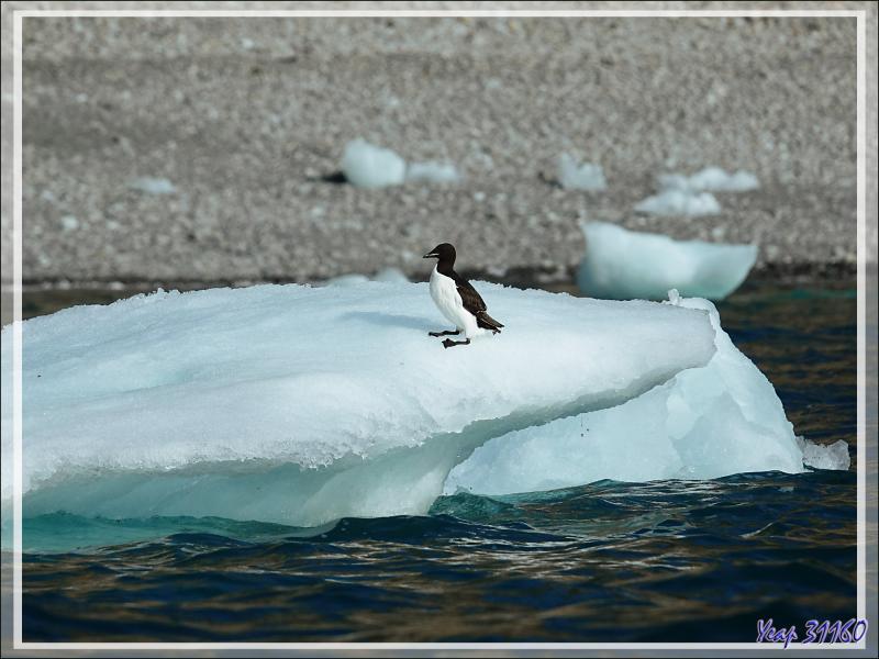 Les Growlers, les Mouettes tridactyles et le Vilain petit canard - Cambridge Point - Coburg Island - Baffin Bay - Nunavut - Canada