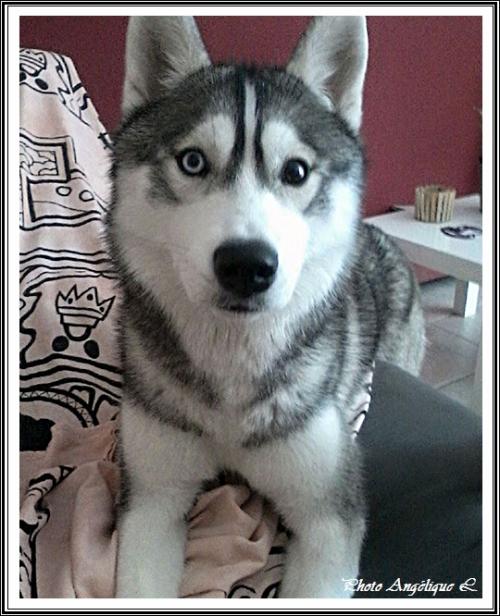 Jeska (15 mois)