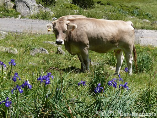 Les vaches et le magnétisme