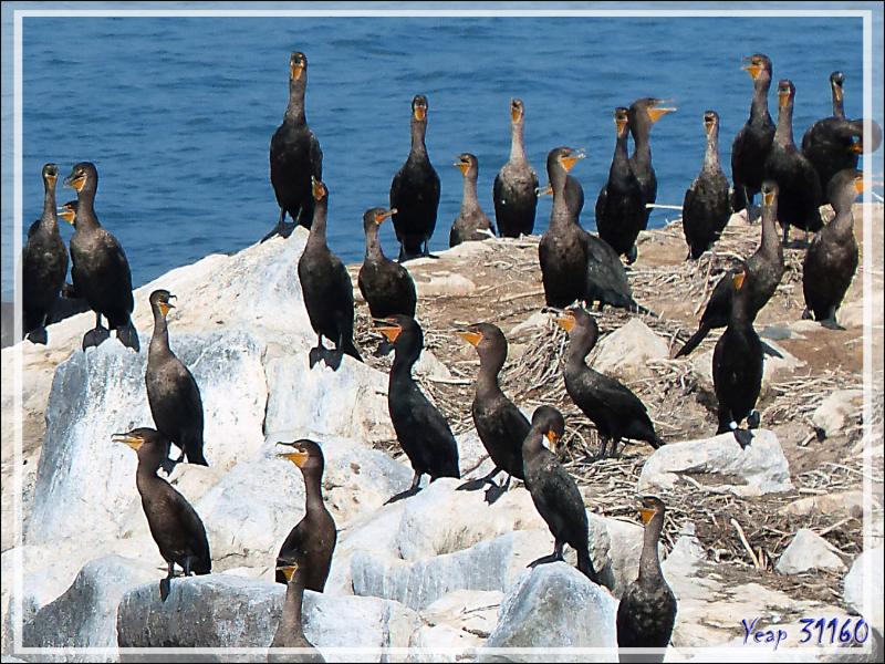 La balade se termine avec le retour à Gananoque après avoir navigué au milieu des Thousand Islands (Les Mille-Îles) et d'avoir observé des centaines de cormorans à aigrettes - Ontario - Canada