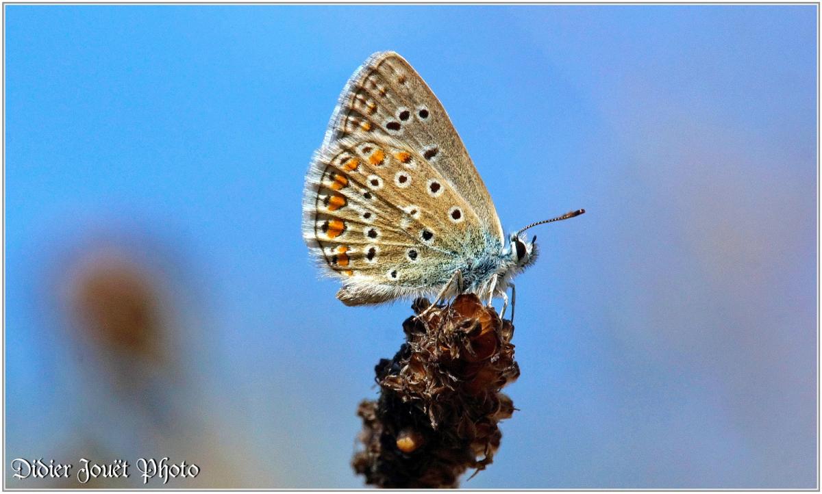 Azuré Commun (1) - Polyommatus icarus