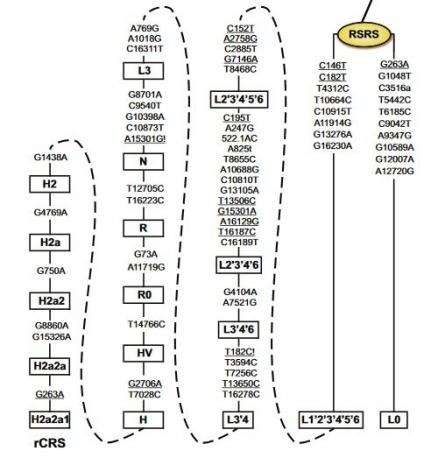 2 - Les marqueurs génétiques humains