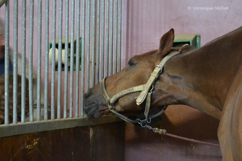 Quartier des Célestins, la Garde Républicaine : Les chevaux