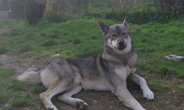 siberian husky agouti