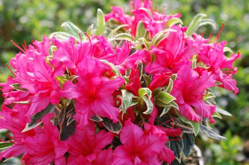 Fleurs cultivées : Rhododendron