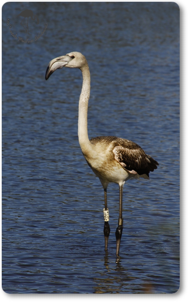 Flamants roses, adulte et juvénile...