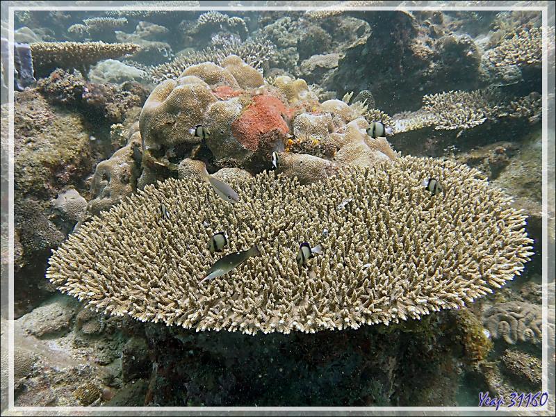 Corail tabulaire, Table coral (Acropora sp) - Betaniazo - Nosy Tsarabanjina - Nosy Mitsio - Madagascar