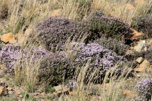 Lundi 20 au dimanche 26 janvier