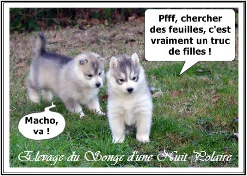 Portée de Felya (29 novembre 2015)