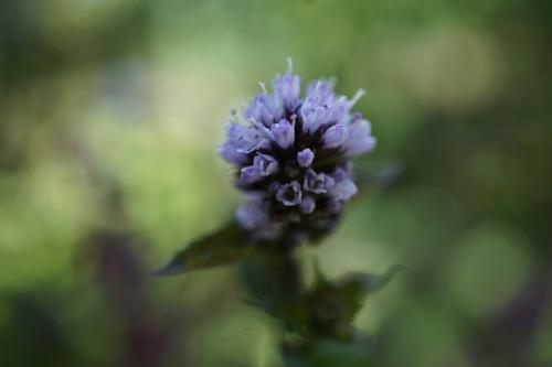 La menthe