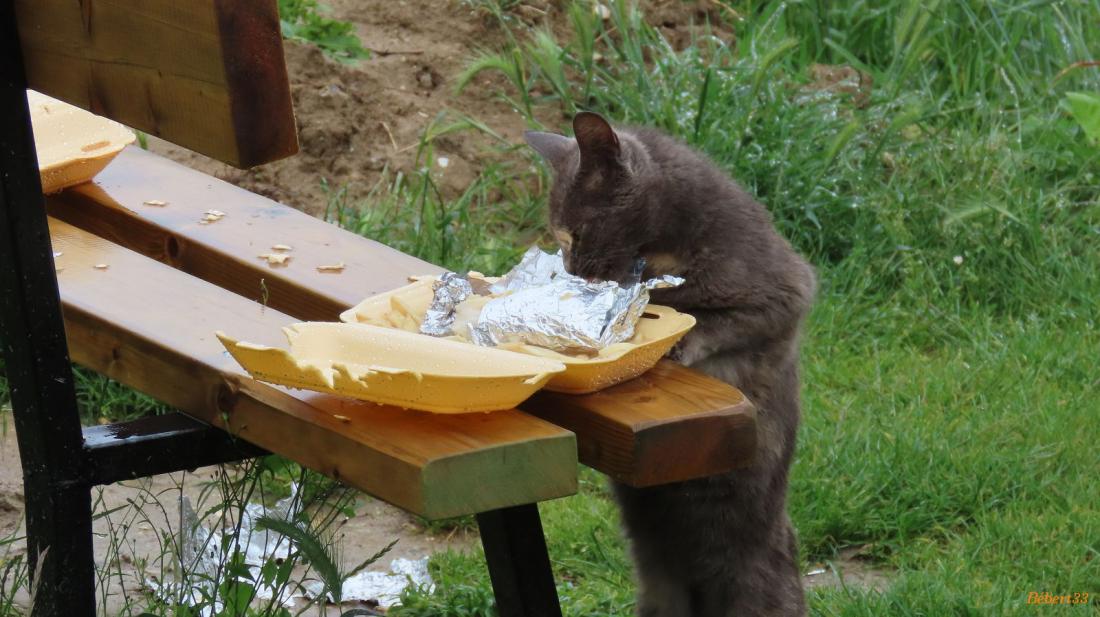 une pause à Puylaurens
