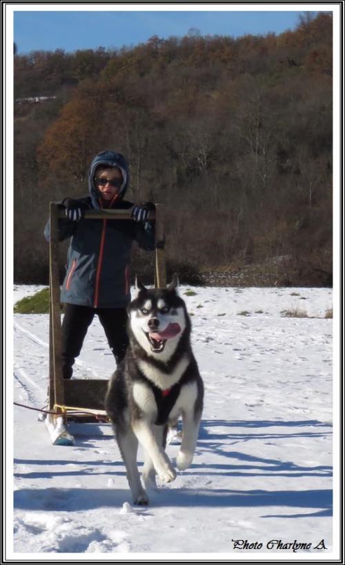 Huskys à la neige (20 décembre 2017)