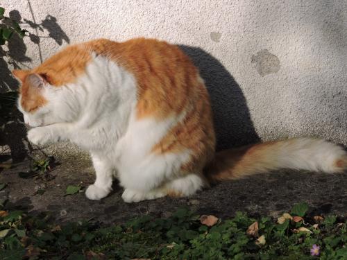 A la chasse ....au soleil !
