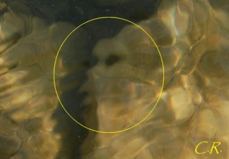 NOUVEAUX EMANANTS 2012