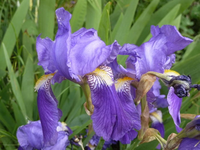 Les iris ..