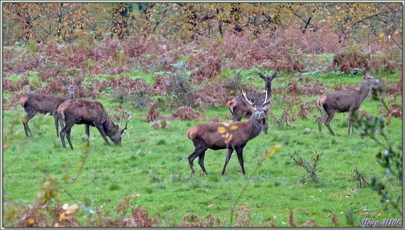 22/11/24 : sur le soir, vu de mon parking, un petit troupeau de biches et cerfs élaphes (Cervus elaphus) - Lartigau - Milhas - 31