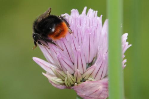un ventre couvert de pollen