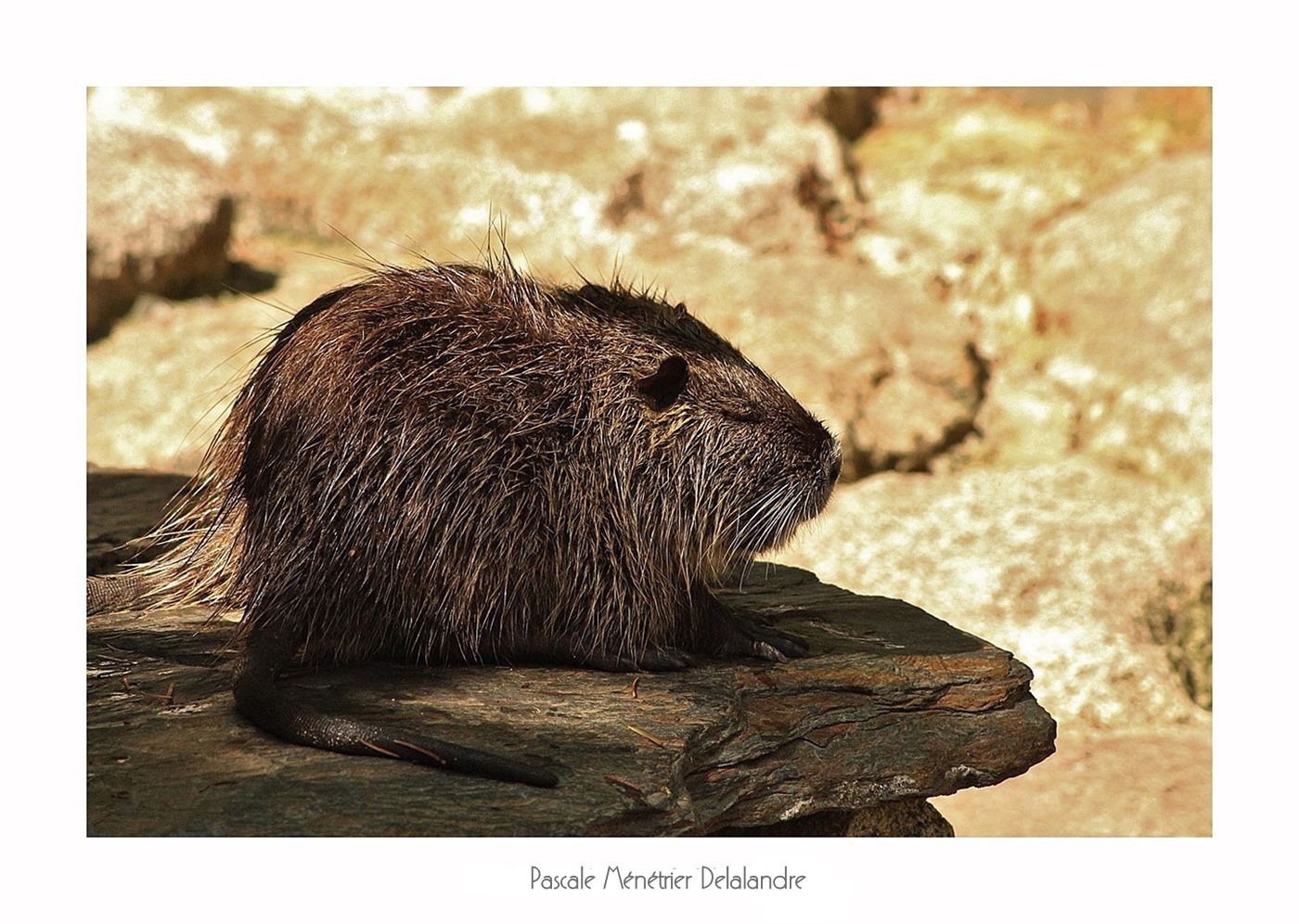 Ragondins (Myocastor coypus)
