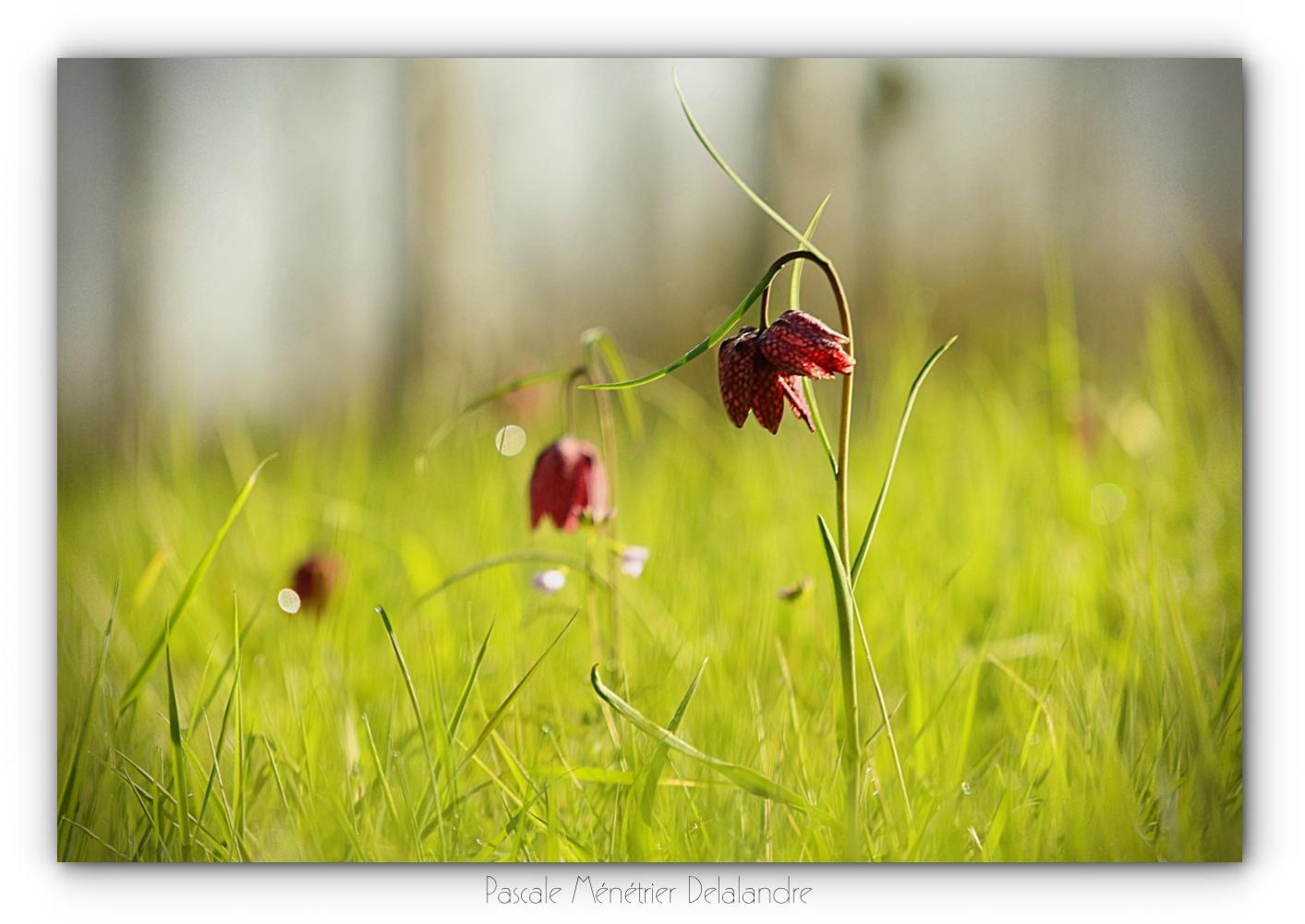 Fritillaires pintades