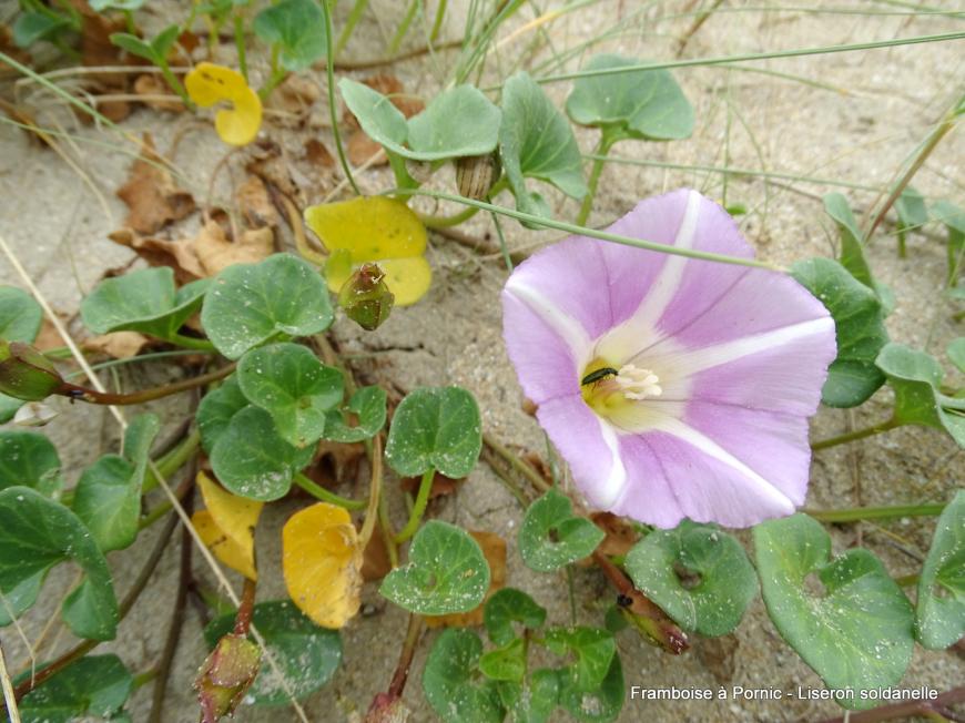 Liseron soldanelle 