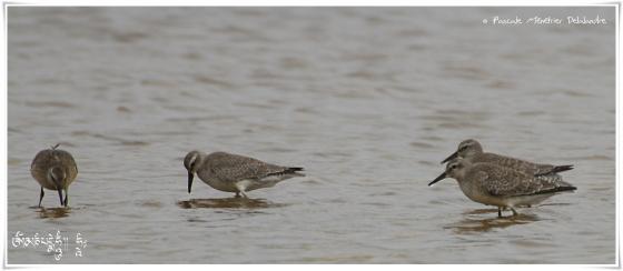 Bécasseau maubèche - Calidris canutus - Red Knot