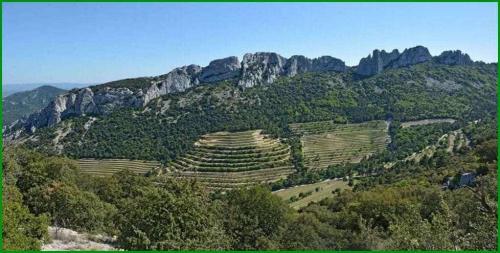Les dentelles de Montmirail  (Vaucluse)