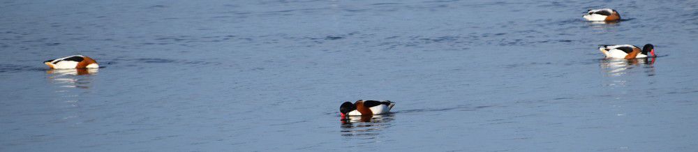 Colonie de tadornes de belon - décembre 2022...