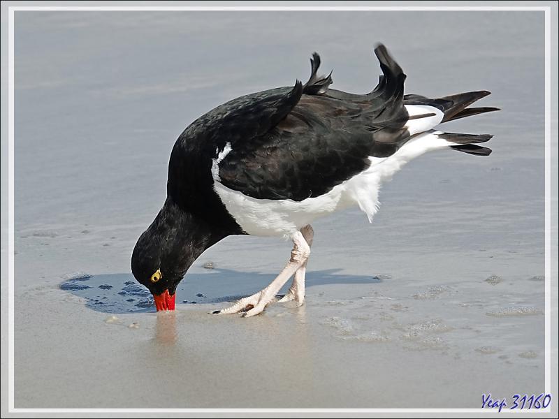 Huîtrier de Garnot, Magellanic Oystercatcher (Haematopus leucopodus) - Saunders Island - Falkland (Malvinas, Malouines) - Grande-Bretagne
