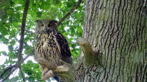 Le grand duc