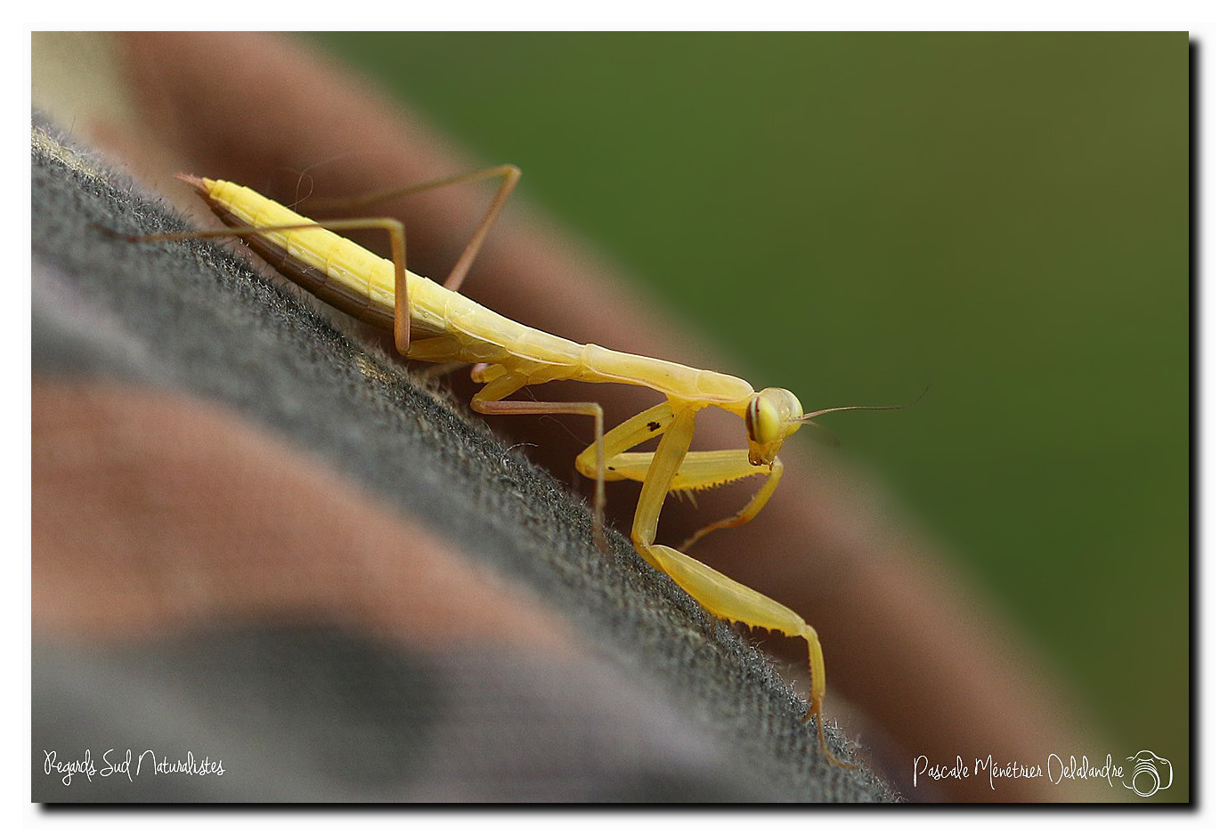 Mantis religiosa immature - Mante religieuse