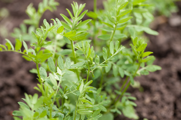 Légumes du mois de Juillet