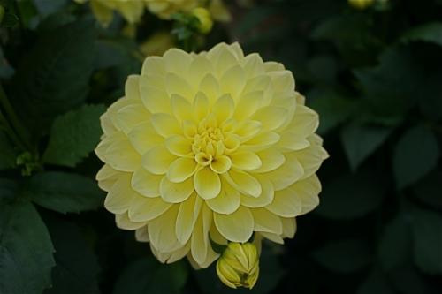 Les défis d'Ambre ... !!!