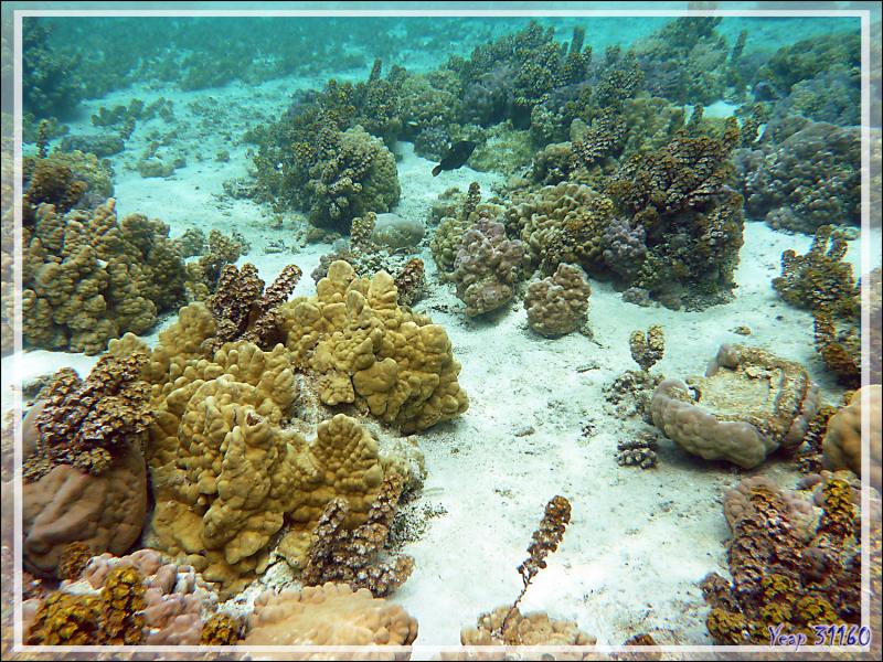 Mise à l'eau dans le "Jardin de corail" côté océan - Motu Tautau - Taha'a - Polynésie française