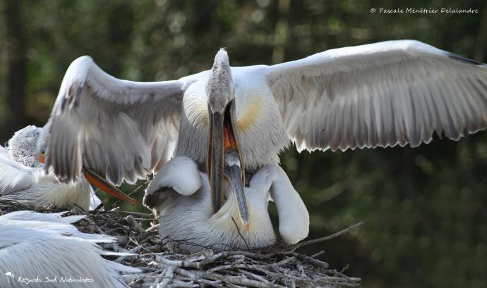 Pélican frisé en accouplement