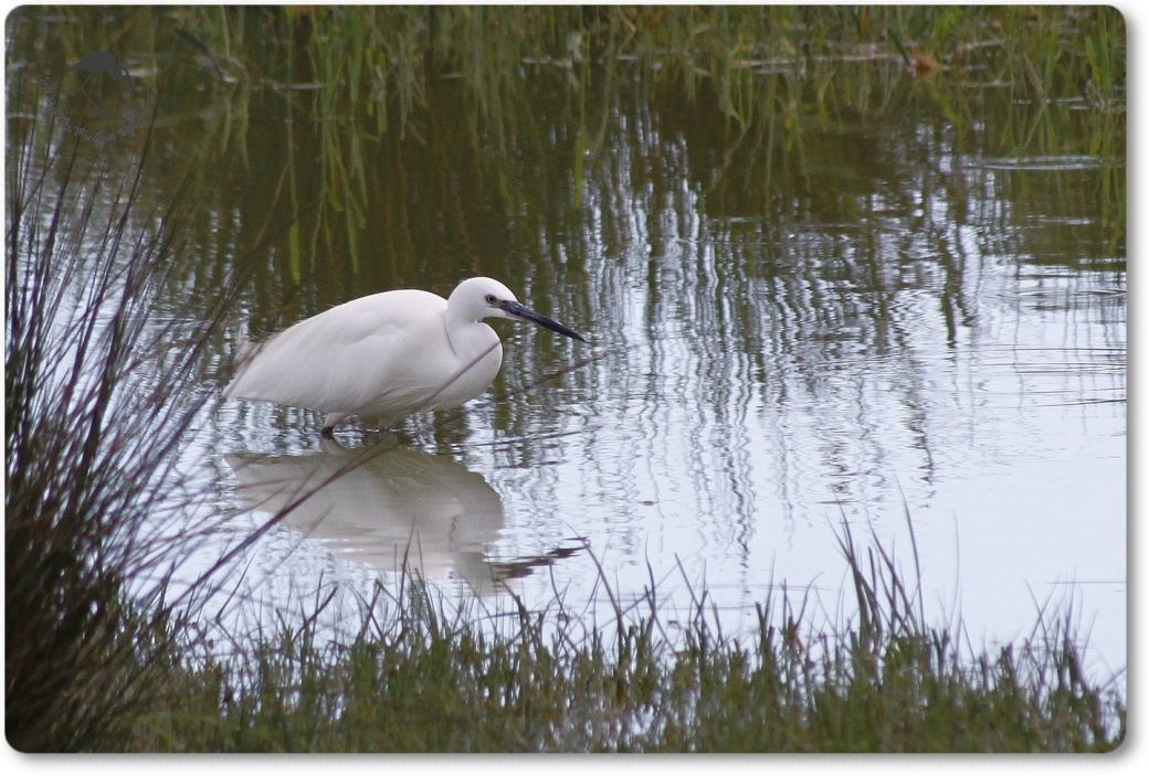 Aigrette Garzette...