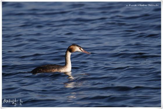 Grèbe huppé - Podiceps cristatus - Great Crested Grebe