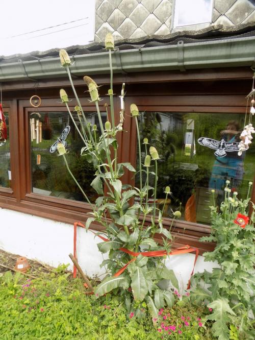 Cardères cultivées et butineurs