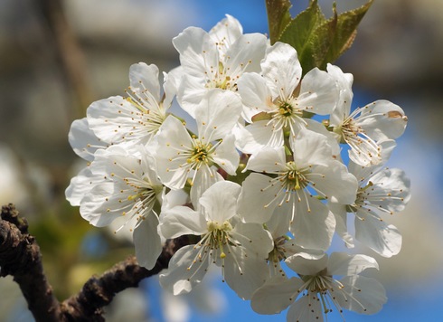 Arbre fruitier : Cerisier
