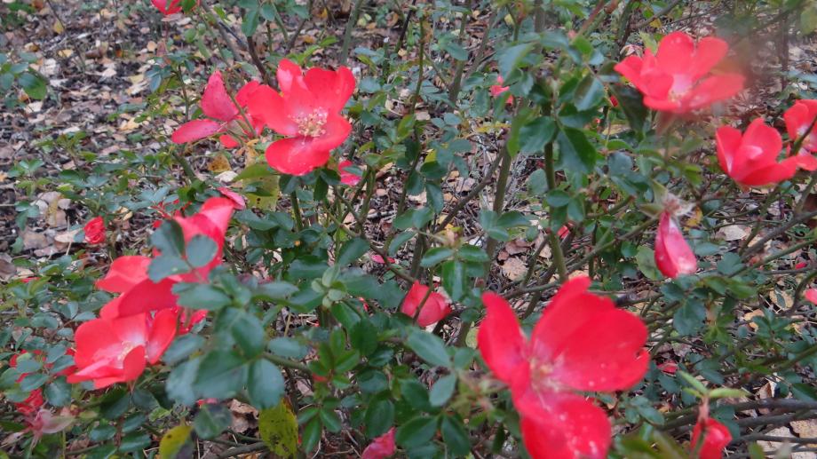 Les Dernières Roses de l'Année...
